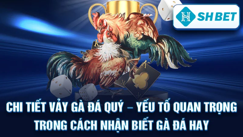 Chi tiết vảy gà đá quý - yếu tố quan trọng trong cách nhận biết gà đá hay.