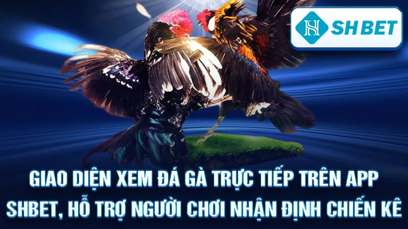 Giao diện xem đá gà trực tiếp trên app SHBET, hỗ trợ người chơi nhận định chiến kê.